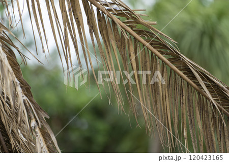 Dead palm tree with dry branches on Florida home backyard. Tree removal concept 120423165
