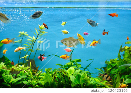Colorful exotic fish swimming in deep blue water aquarium with green tropical plants 120423193