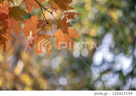Colorful autumn nature. Canopies of yellow forest trees in fall season Colorful autumn nature. Canopies of yellow forest trees in fall season 120423194
