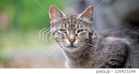 Big gray stray cat resting on steet outdoors in summer 120423249