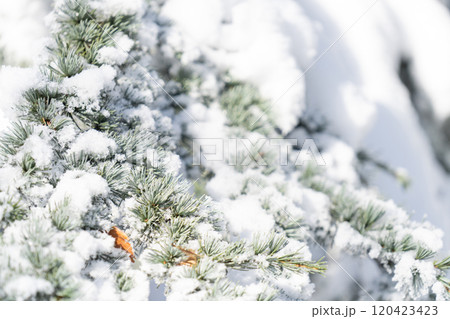 Snow covered trees. Winter forest 120423423