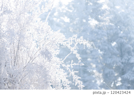 Snow covered trees. Winter forest 120423424
