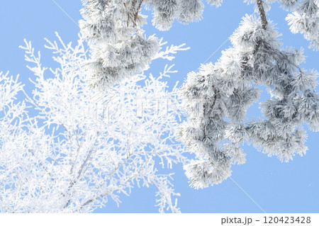 Snow covered trees. Winter forest. Snow covered trees. Winter forest. 120423428