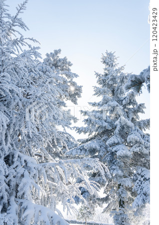 Snow covered trees. Winter forest. Snow covered trees. Winter forest. 120423429