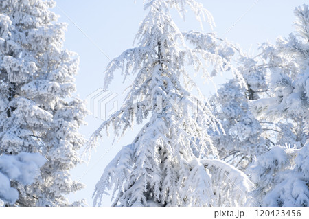 Snow covered trees. Winter forest 120423456