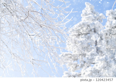 Snow covered trees. Winter forest 120423457