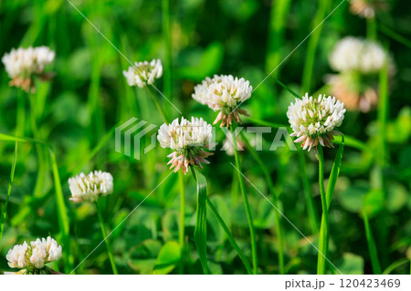 幸運をもたらすという四つ葉のクローバー シロツメクサ 幸運をもたらすという四つ葉のクローバー シロツメクサ 120423469