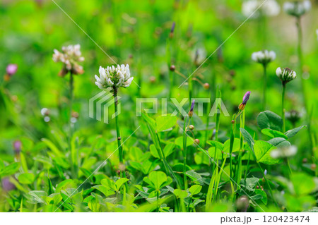 幸運をもたらすという四つ葉のクローバー シロツメクサ 幸運をもたらすという四つ葉のクローバー シロツメクサ 120423474