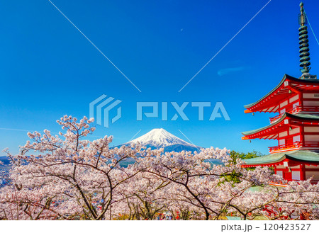 富士山と満開の桜 120423527