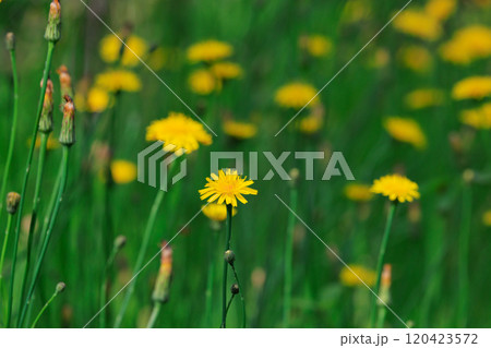 春の野草として身近な存在の黄色いタンポポ 春の野草として身近な存在の黄色いタンポポ 120423572