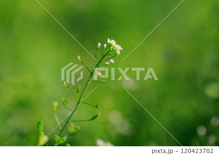 春の七草の一つ　ナズナ 120423702