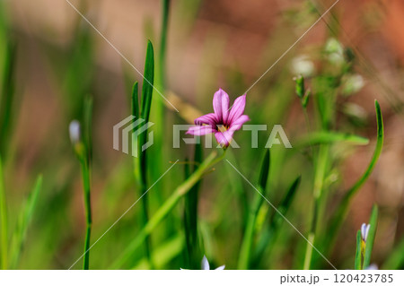 芝生や草原に白や赤紫の可憐な花を咲かせるニワゼキショウ 120423785