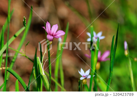 芝生や草原に白や赤紫の可憐な花を咲かせるニワゼキショウ 120423789