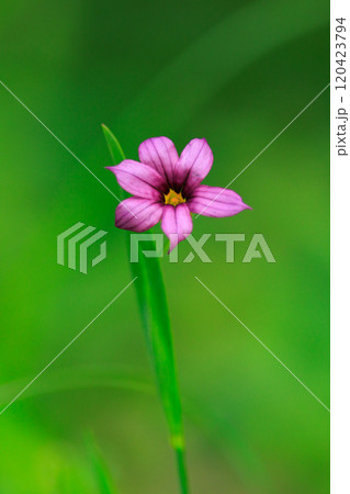 芝生や草原に白や赤紫の可憐な花を咲かせるニワゼキショウ 120423794