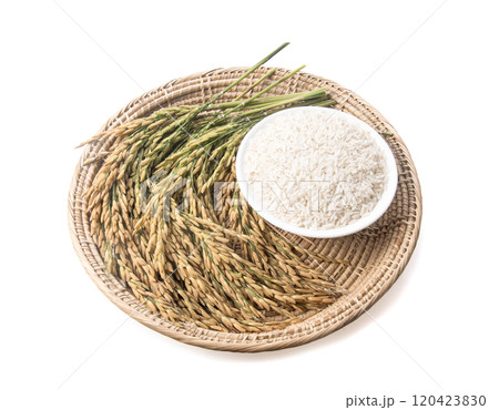 Rice stalks and rice grains on background Rice stalks and rice grains on background 120423830