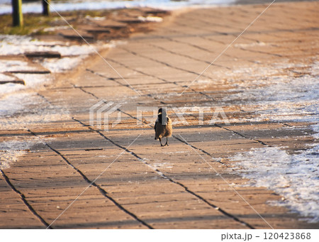 A small bird is standing proudly on a brick sidewalk covered in snow 120423868