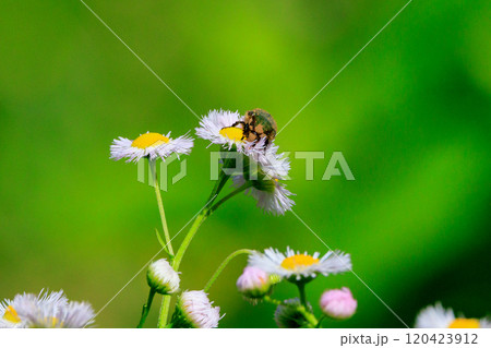 花に潜って受粉を助ける甲虫　ハナムグリ 120423912