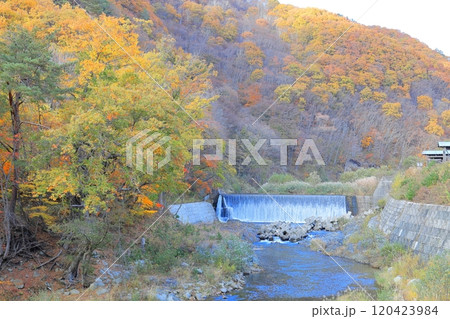 南会津町 舘岩川沿いの紅葉／福島県南会津郡南会津町 120423984