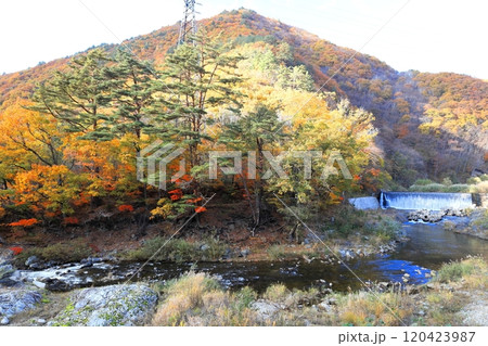 南会津町 舘岩川沿いの紅葉/福島県南会津郡南会津町 南会津町 舘岩川沿いの紅葉/福島県南会津郡南会津町 120423987