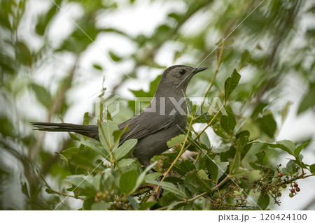 A Gray Catbird bird perched on a tree branch in summer Florida shrubs A Gray Catbird bird perched on a tree branch in summer Florida shrubs 120424100