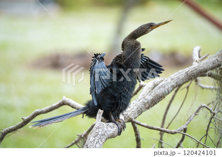A big anhinga bird resting on tree branch in Florida wetlands 120424101