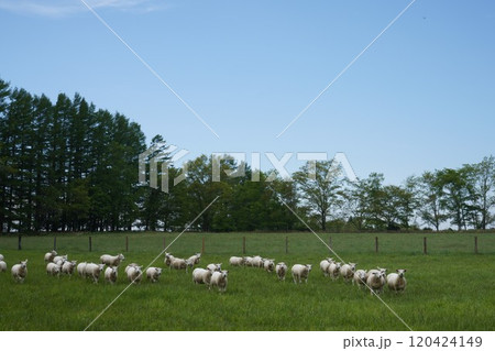 羊たちの放牧 羊たちの放牧 120424149