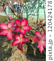 beautiful pink flower in the garden 120424178