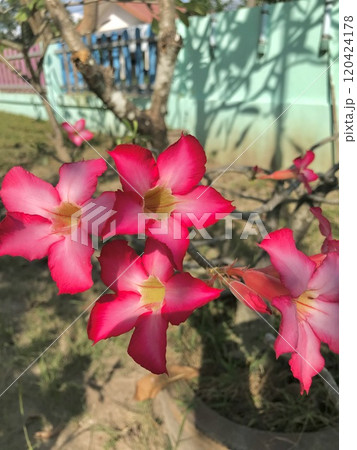 beautiful pink flower in the garden 120424178