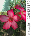 beautiful pink hibiscus flower in the garden 120424179
