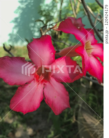 beautiful pink hibiscus flower in the garden 120424179