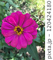 pink flower in garden 120424180