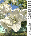 apple blossom in the garden 120424181