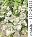 white flowers of the gardens 120424182