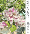 pink flowers in the garden 120424183