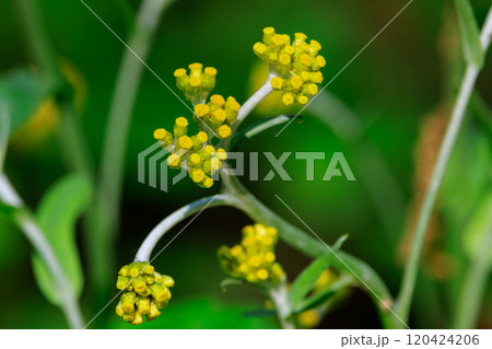 白い綿毛に包まれた葉や幹の中に黄色い花を咲かせるハハコグサ 白い綿毛に包まれた葉や幹の中に黄色い花を咲かせるハハコグサ 120424206