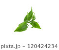 Green tea leaves on white background 120424234