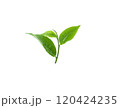 Green tea leaves on white background 120424235