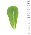 Cos Lettuce on white background 120424236