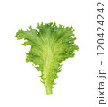 Green oak lettuce on white background 120424242