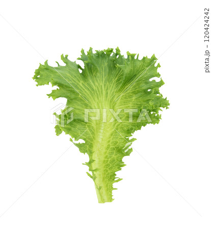 Green oak lettuce on white background 120424242