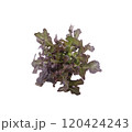 Red oak leaf lettuce on white background 120424243