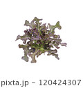 Red oak leaf lettuce on white background 120424307