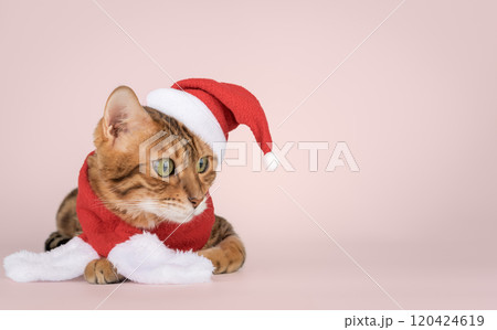 Adorable Bengal cat in Santa hat. Adorable Bengal cat in Santa hat. 120424619