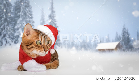 Adorable Bengal cat in Santa hat. Adorable Bengal cat in Santa hat. 120424620