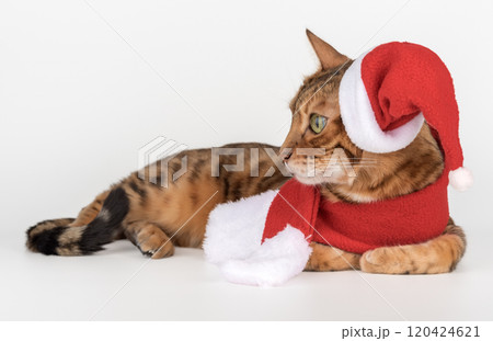 Adorable Bengal cat in Santa hat. Adorable Bengal cat in Santa hat. 120424621