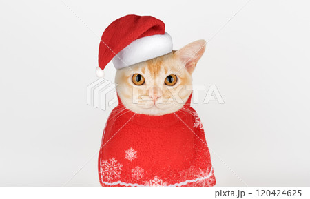 Adorable Burmese kitten in Santa hat. 120424625