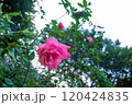 庭園に咲くピンクのバラのクローズアップ 120424835