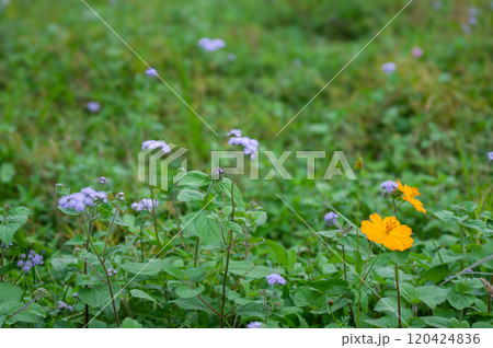 野原に咲くアゲラタムとキバナコスモスの彩り 120424836
