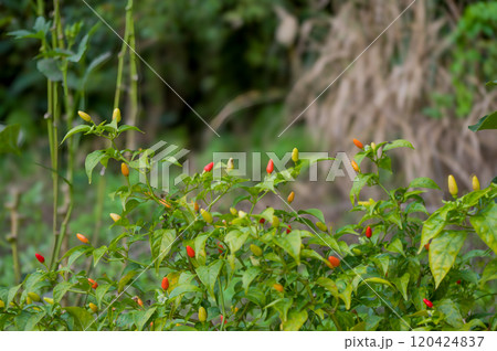カラフルに実る唐辛子の木 カラフルに実る唐辛子の木 120424837