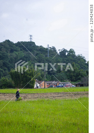 台湾・三坑子の穏やかな田園風景 120424838